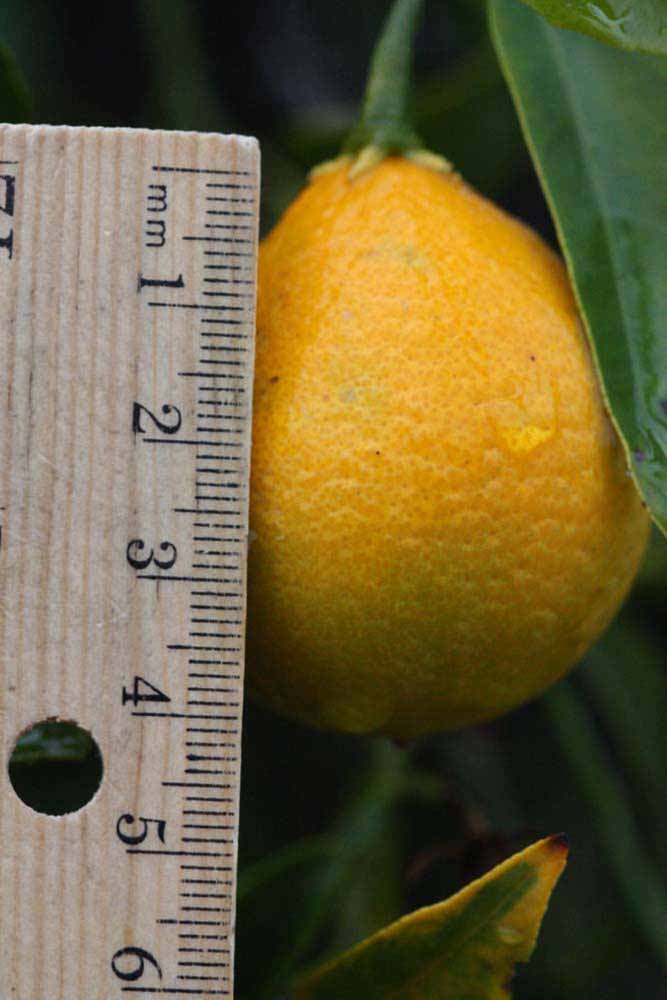            Fruit (Riverside, CA)   